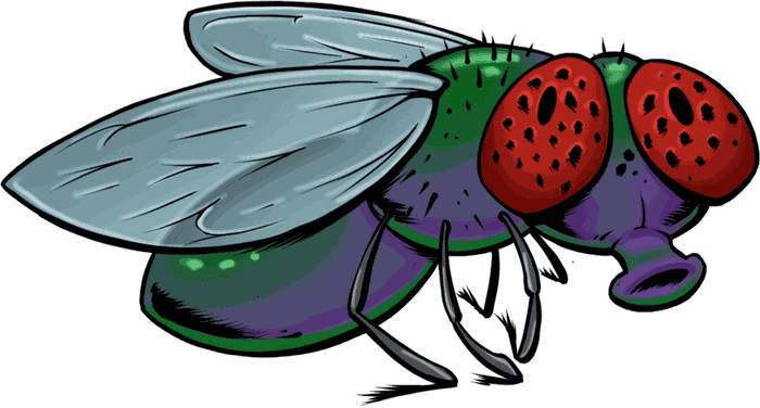 Illustrazione di una mosca