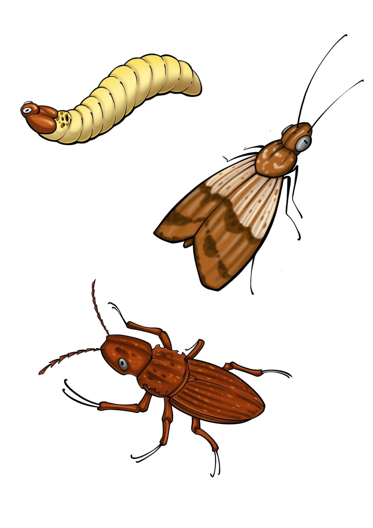 Insetti delle Derrate