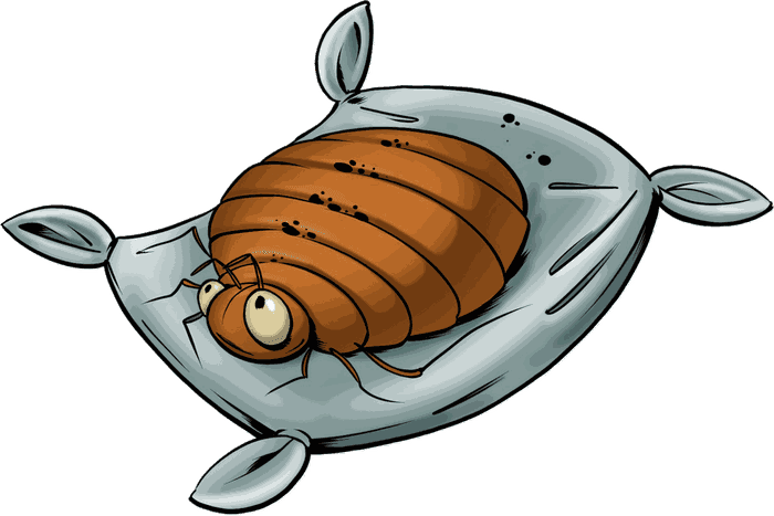 Illustrazione di una cimice dei letti