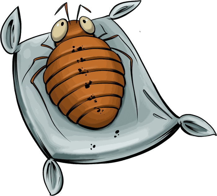 Illustrazione di una cimice dei letti