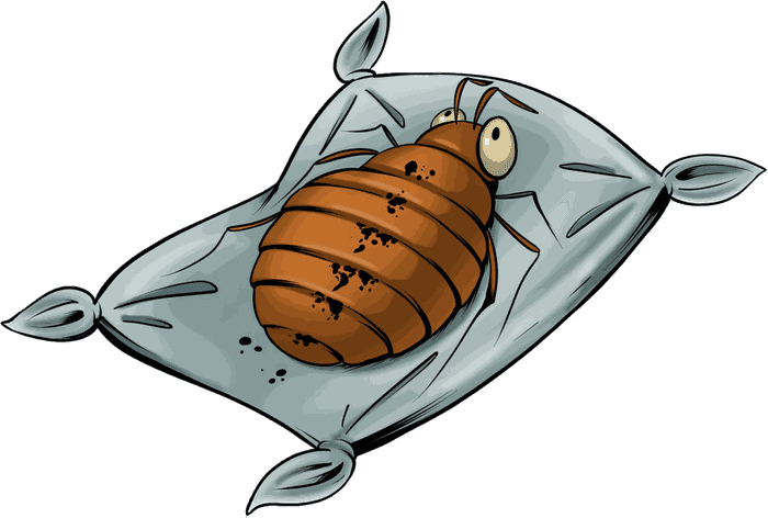 Illustrazione di una cimice dei letti
