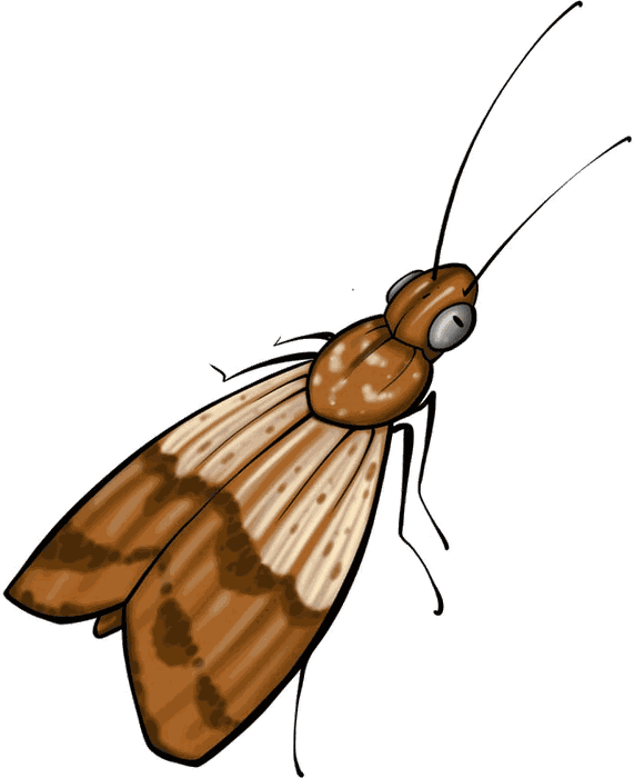 Illustrazione di una tarma delle derrate