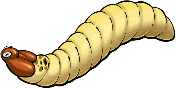 Illustrazione di una larva di insetto delle derrate
