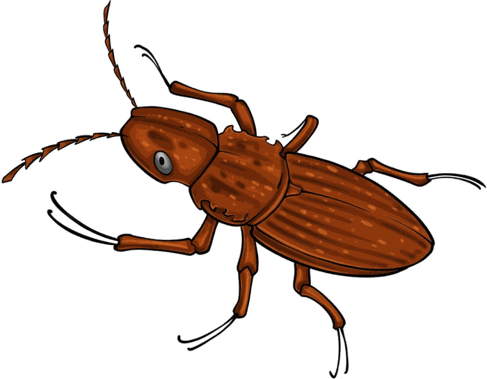 Illustrazione di un punteruolo delle derrate