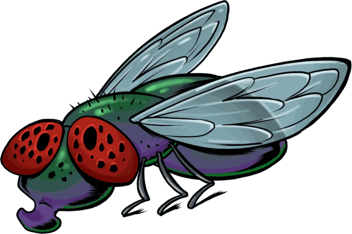 Illustrazione di una mosca